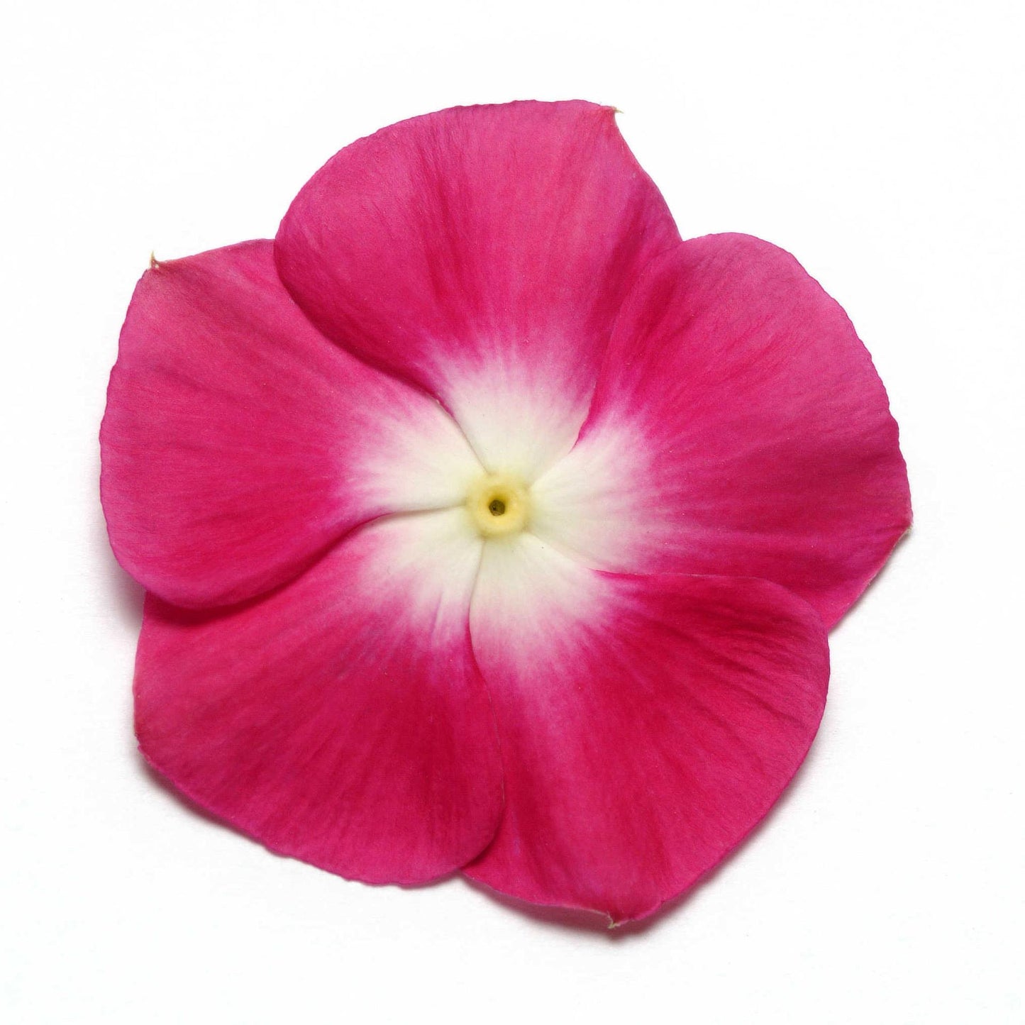 Vinca (Burgundy Halo) - F1 Hybrid - 10 Seeds