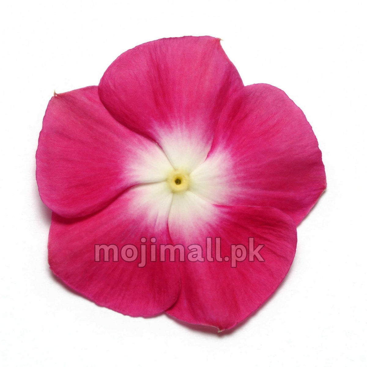 Vinca (Burgundy Halo) – F1 Hybrid 10 Seeds-Moji Mall