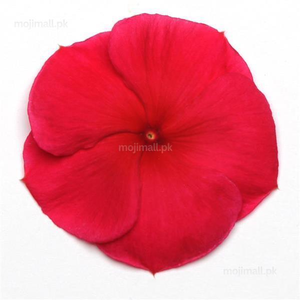 Vinca (Dark Red) – F1 Hybrid 10 Seeds-Moji Mall