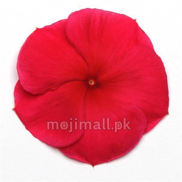 A red five-petalled bloom on white, pictured on Moji Mall’s Vinca Dark Red F1 hybrid seeds listing in Pakistan