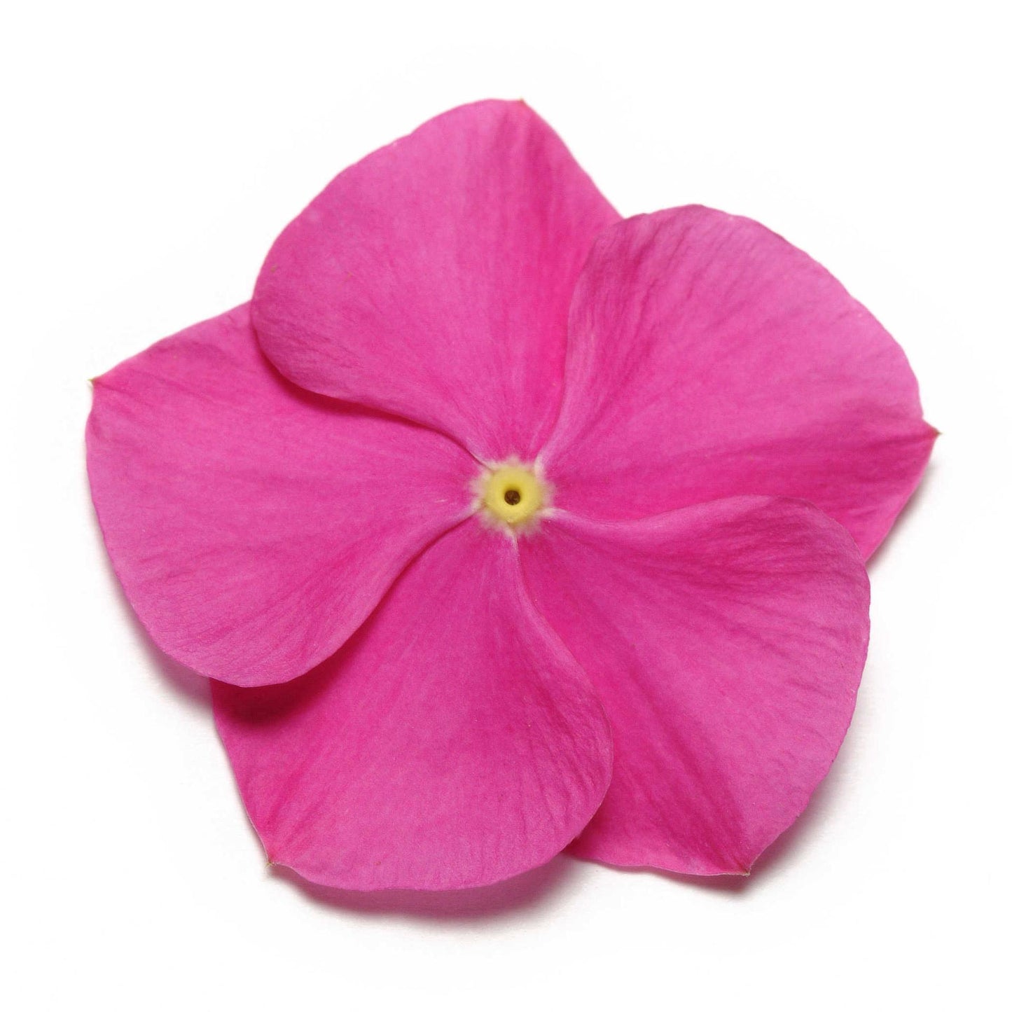 Vinca (Deep Orchid) - F1 Hybrid - 10 Seeds