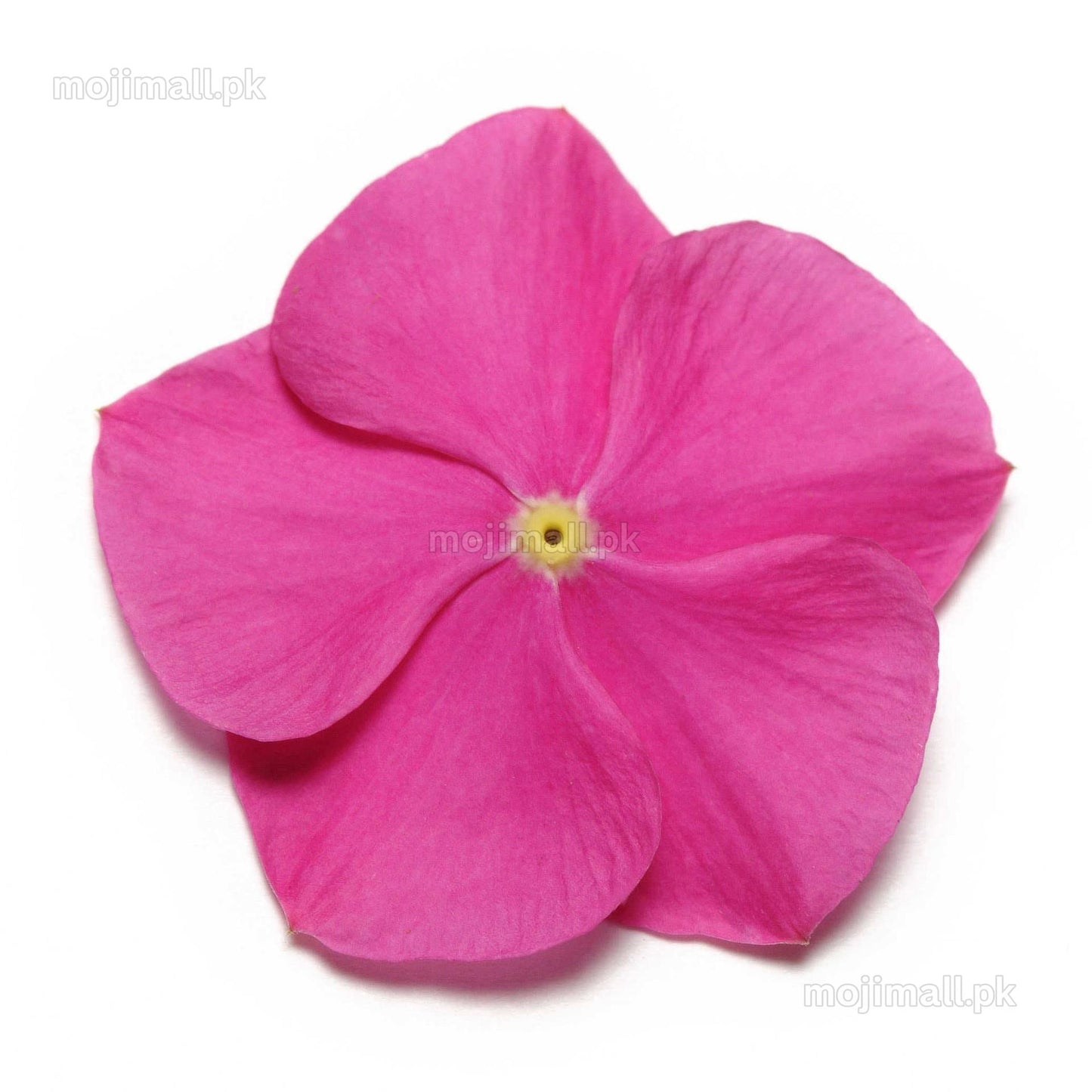 Vinca (Deep Orchid) – F1 Hybrid 10 Seeds-Moji Mall