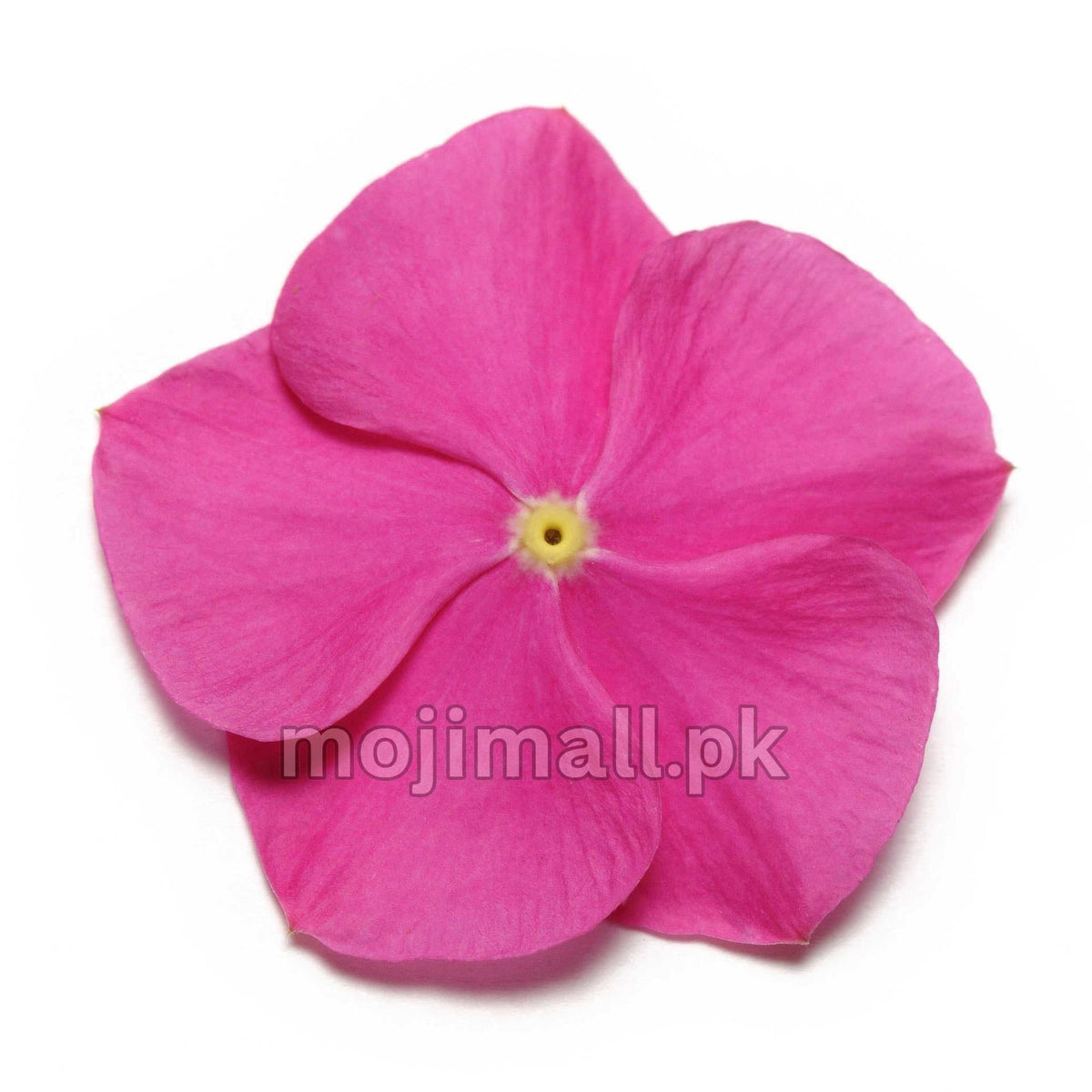 Vinca (Deep Orchid) – F1 Hybrid 10 Seeds-Moji Mall