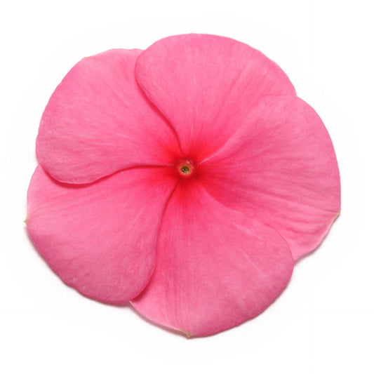 Vinca (Punch) – F1 Hybrid 10 Seeds (SUMMER)