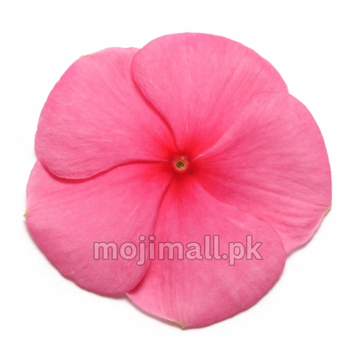 Vinca (Punch) – F1 Hybrid 10 Seeds-Moji Mall