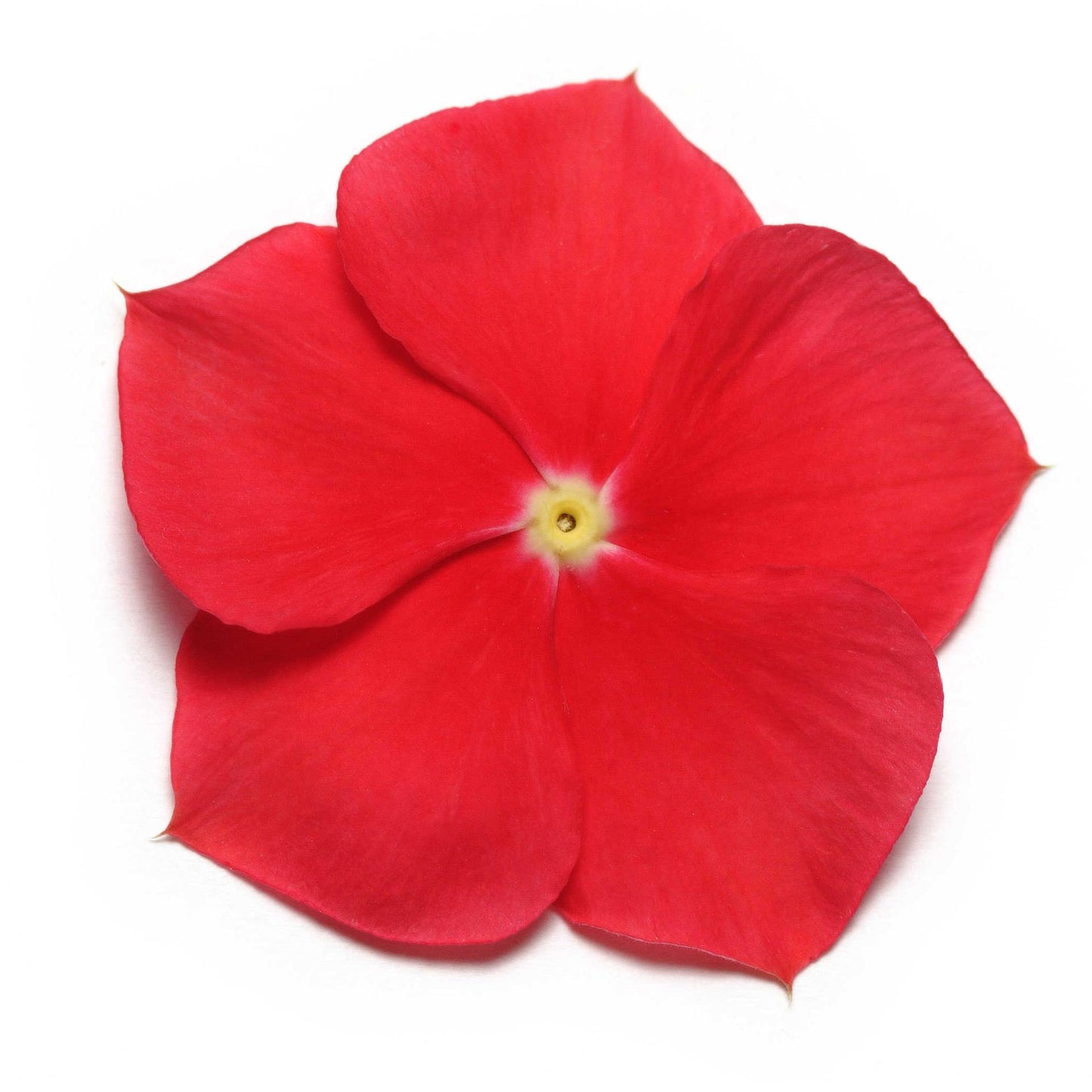 Vinca (Really Red) - F1 Hybrid - 10 Seeds