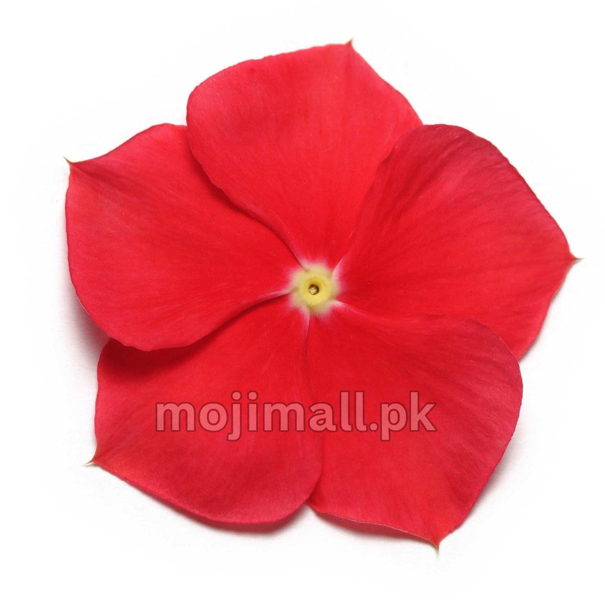 Scarlet five-petalled bloom with a pale eye, illustrating Really Red F1 vinca seeds from Moji Mall in Pakistan