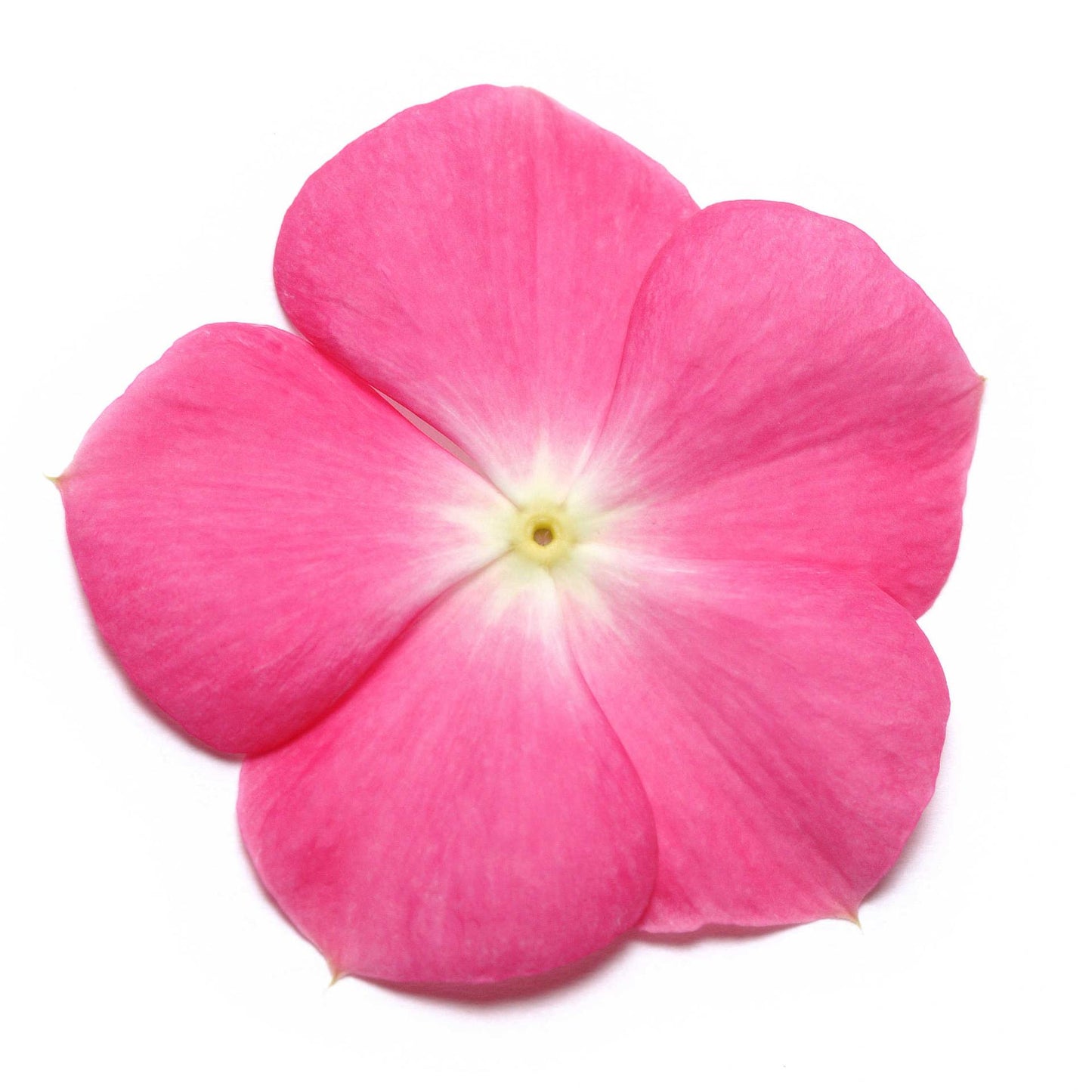 Vinca (Rose Halo) - F1 Hybrid - 10 Seeds