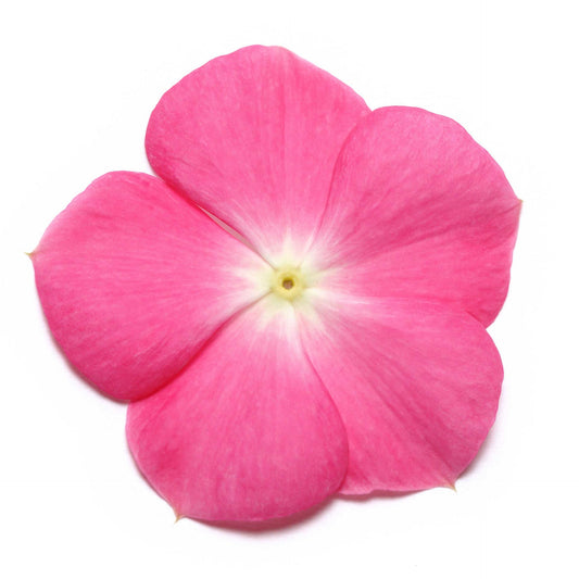 Vinca (Rose Halo) – F1 Hybrid 10 Seeds