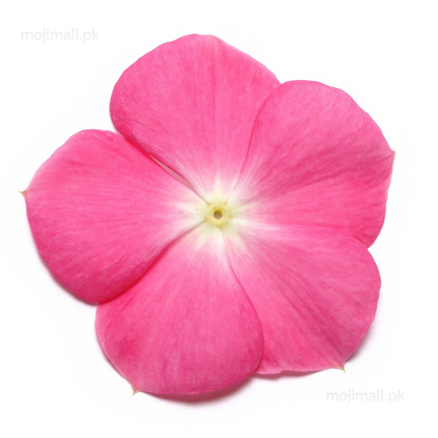 Vinca (Rose Halo) – F1 Hybrid 10 Seeds-Moji Mall