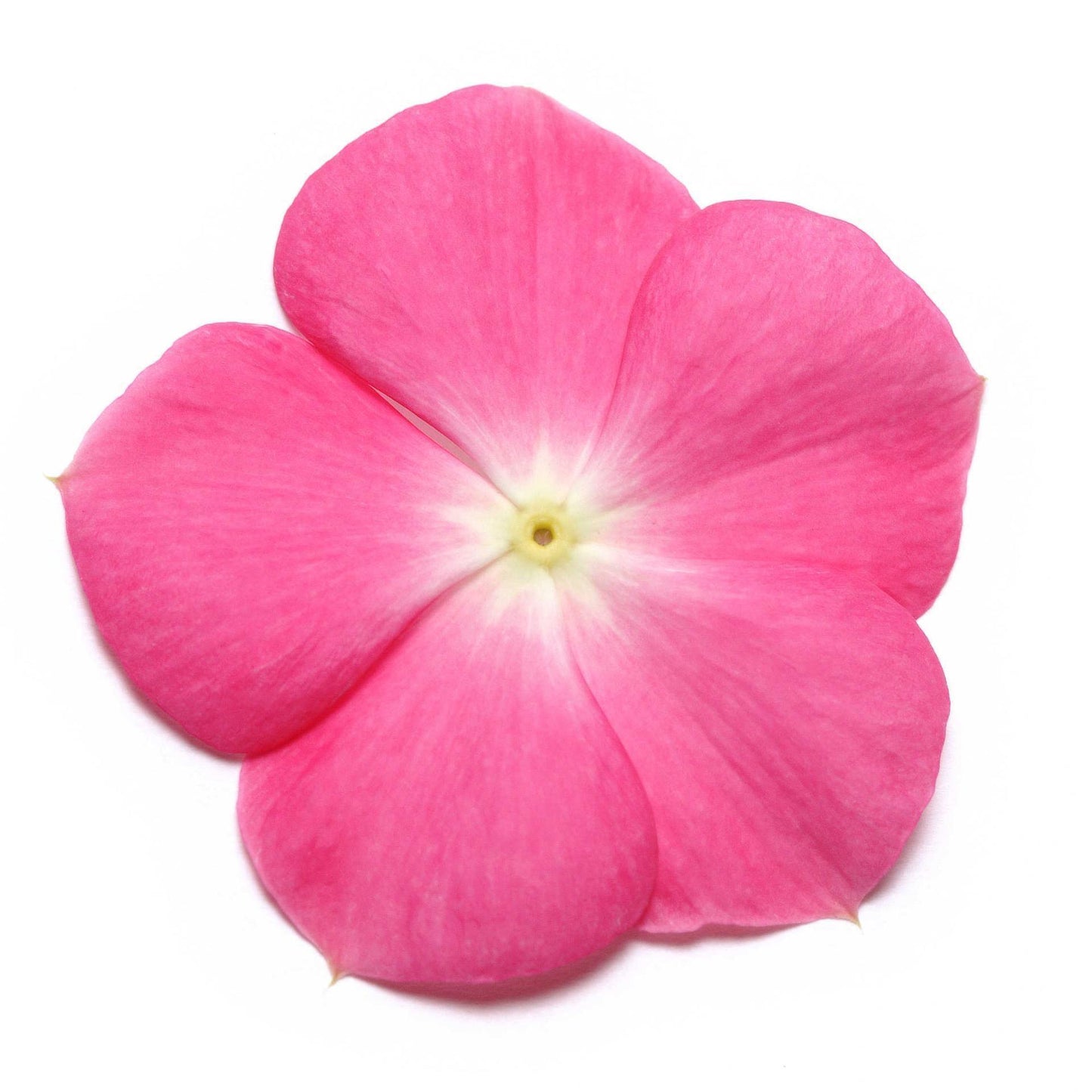 Vinca (Rose Halo) – F1 Hybrid 10 Seeds-Moji Mall