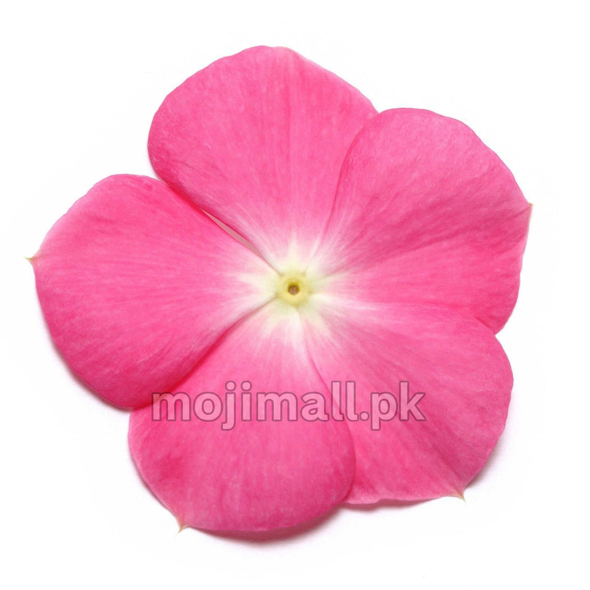 Vinca (Rose Halo) – F1 Hybrid 10 Seeds-Moji Mall