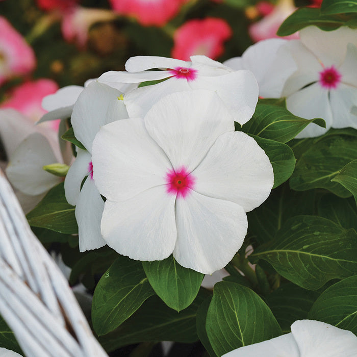 Vinca (Polka Dot) - F1 Hybrid - 10 Seeds