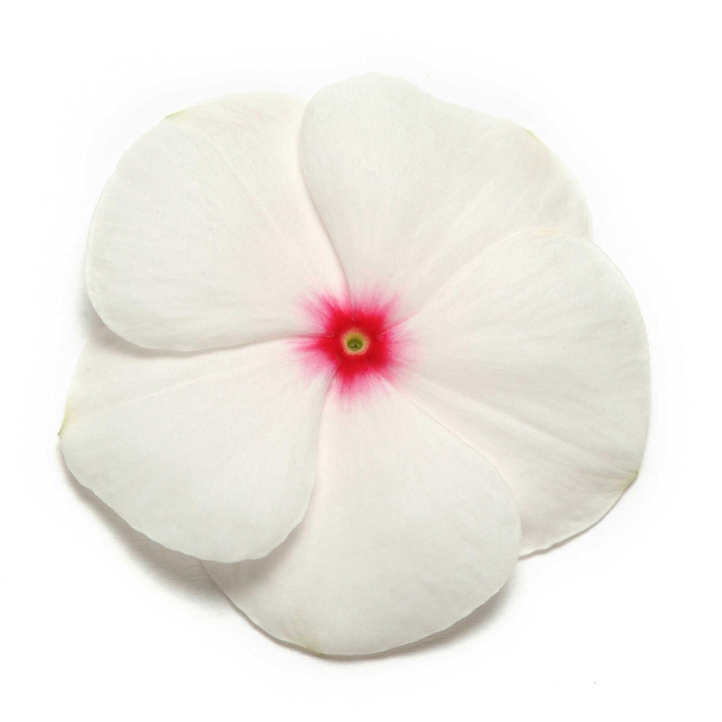 Vinca (Polka Dot) - F1 Hybrid - 10 Seeds