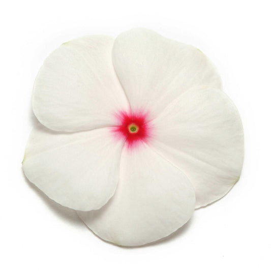 Vinca (Polka Dot) – 20+ Seeds (SUMMER)