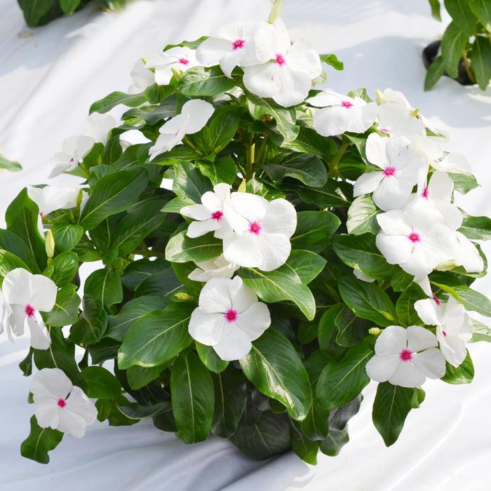 Vinca (Polka Dot) – 20+ Seeds-Moji Mall