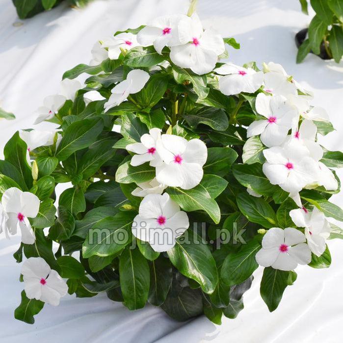 Vinca (Polka Dot) – 20+ Seeds-Moji Mall