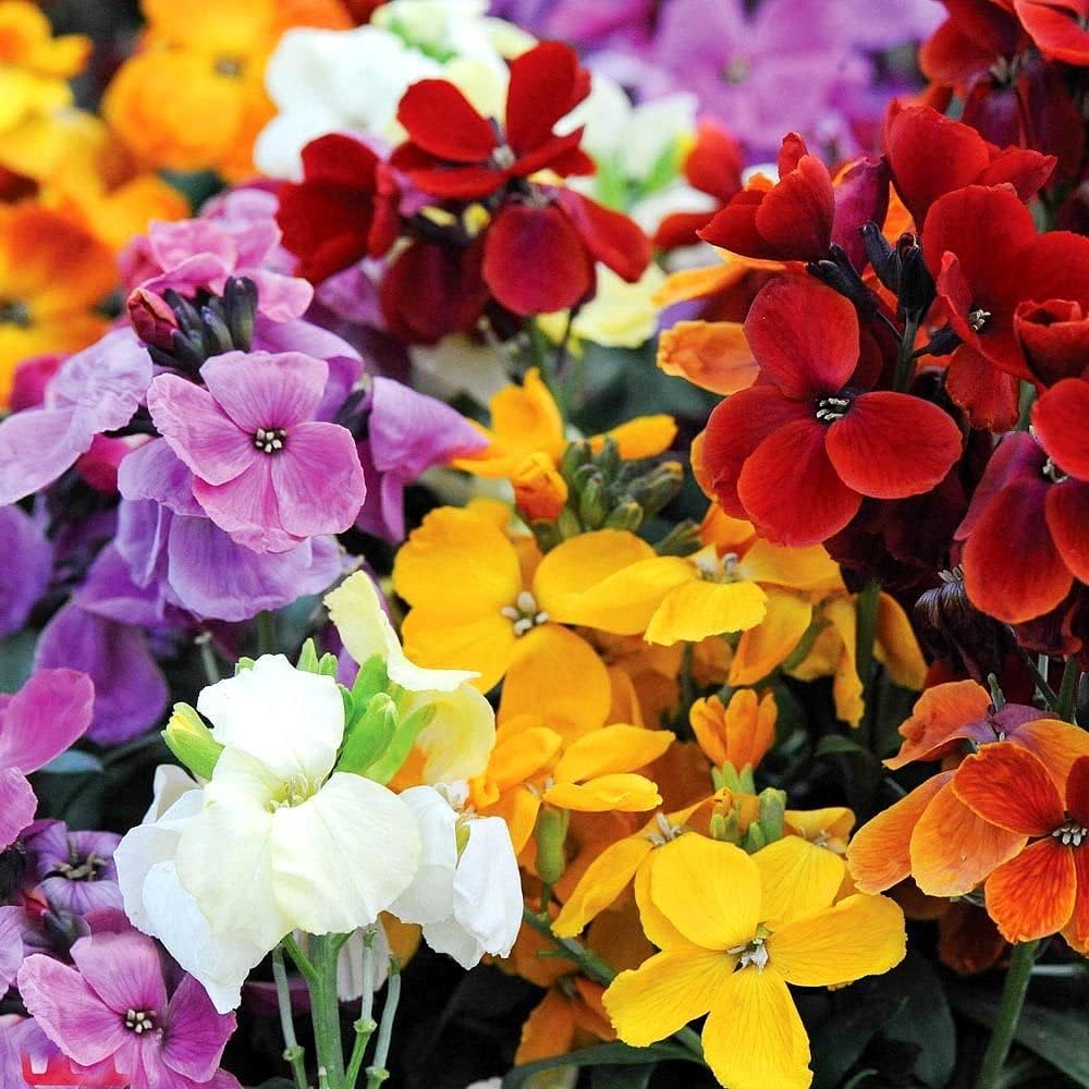 WallFlower Mix - Seeds