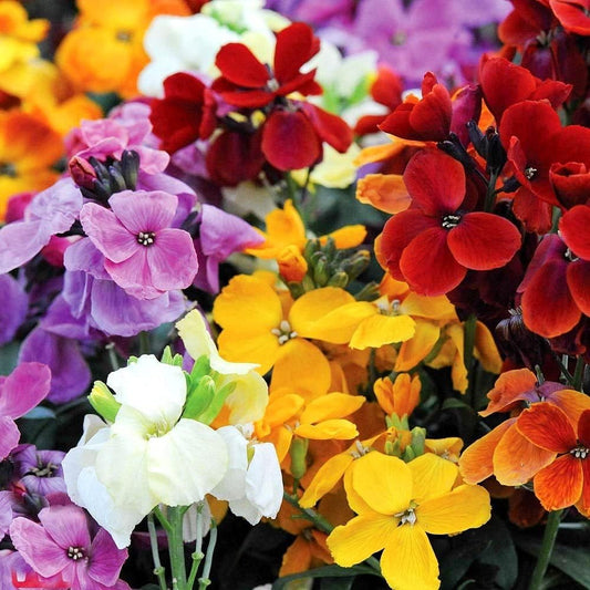 WallFlower Mix – Seeds