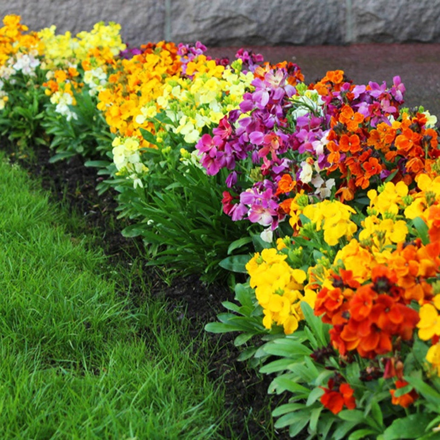 WallFlower Mix - Seeds