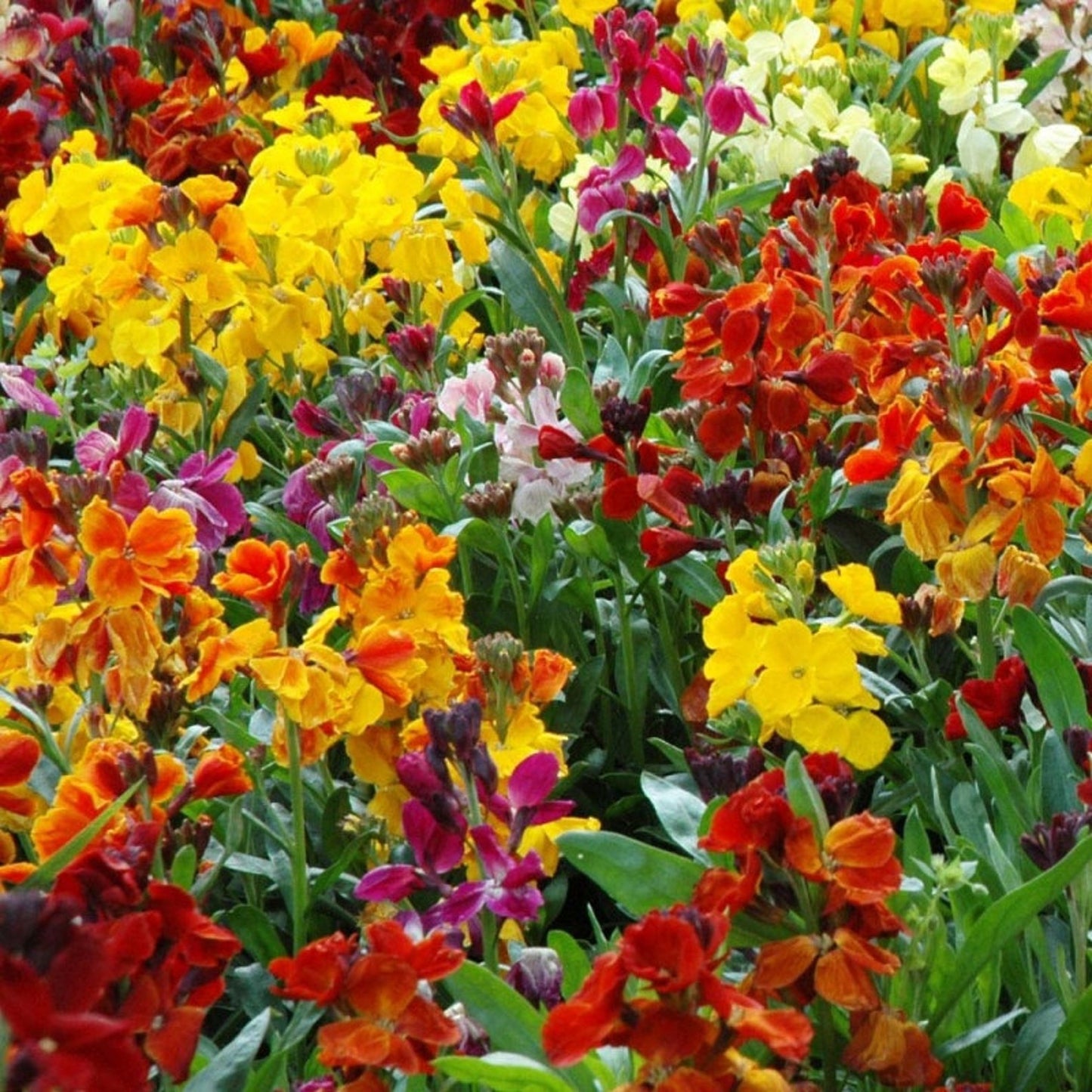 WallFlower Mix - Seeds
