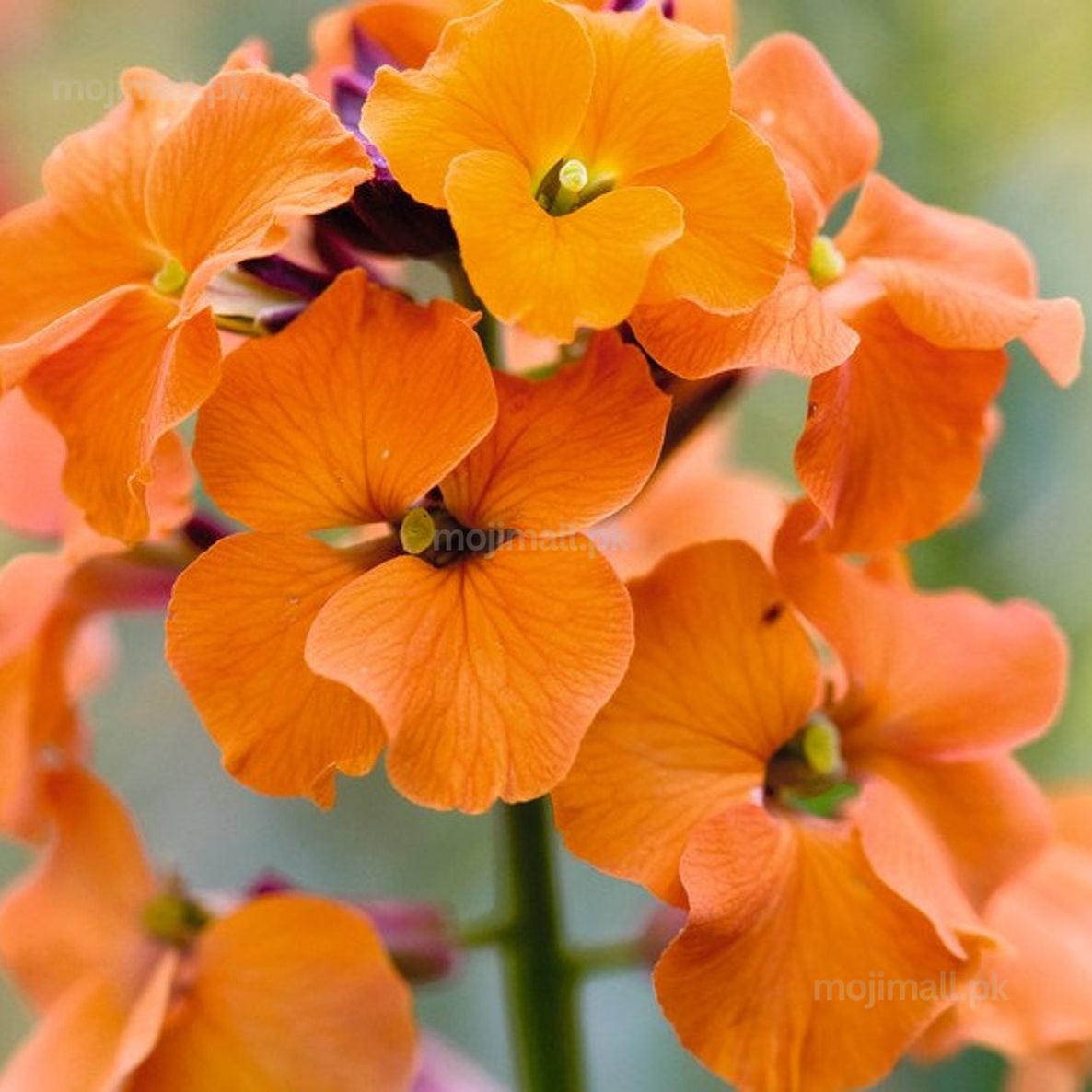 WallFlower Mix – Seeds-Moji Mall