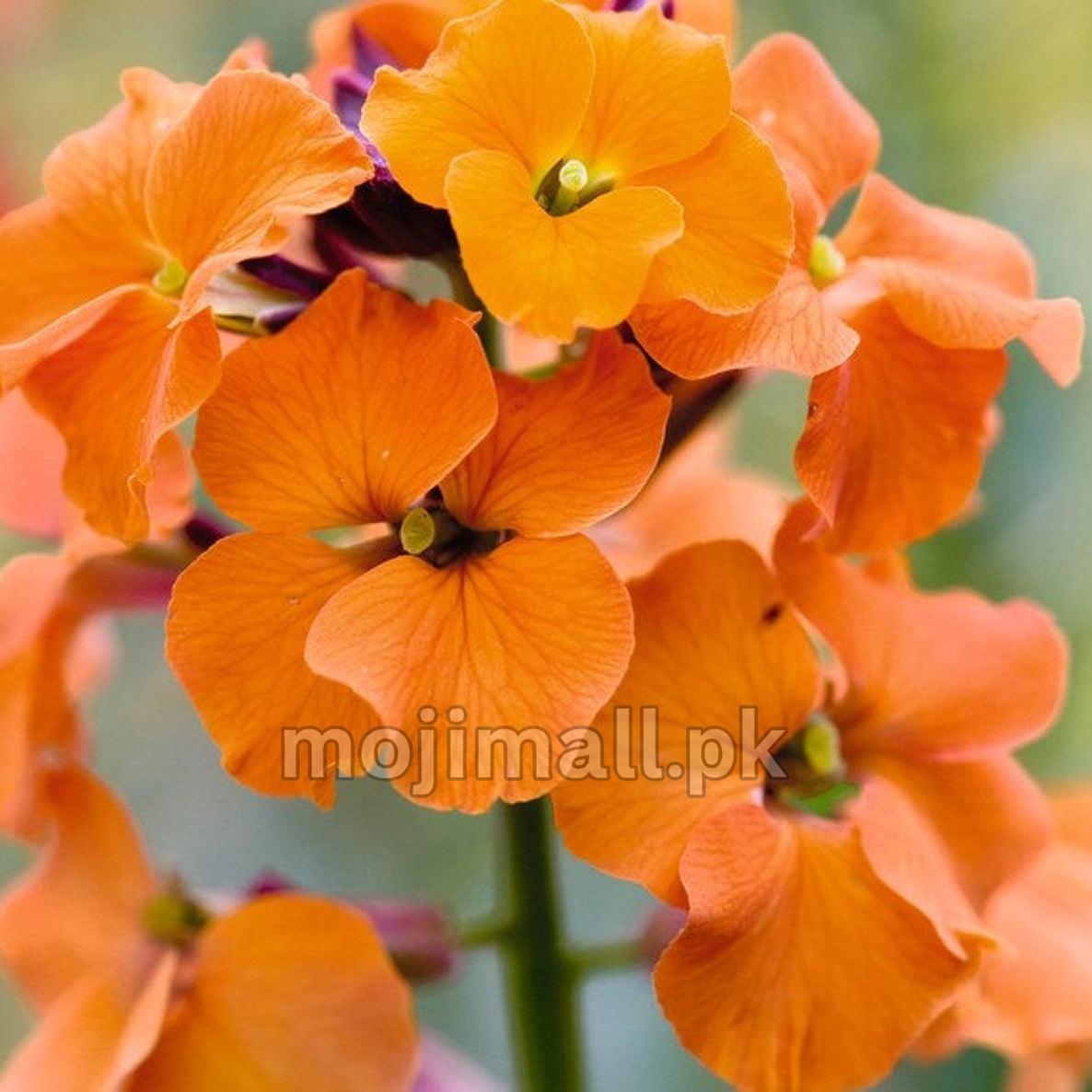 WallFlower Mix – Seeds-Moji Mall