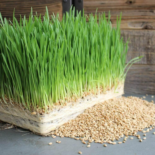 Close-up of fresh wheatgrass grown from Moji Mall seeds