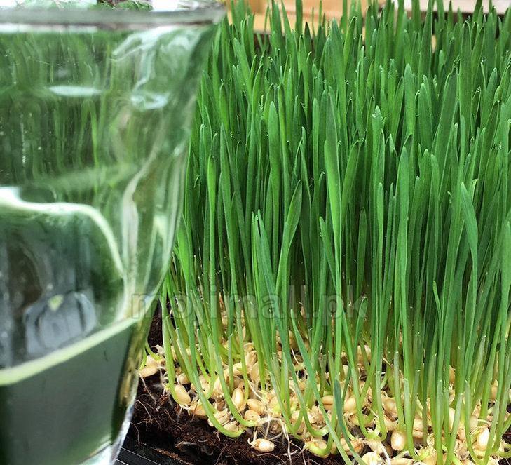 Green wheatgrass blades ready for harvest