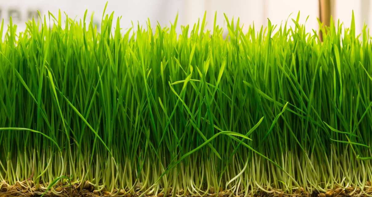 Wheatgrass: Microgreens Seeds