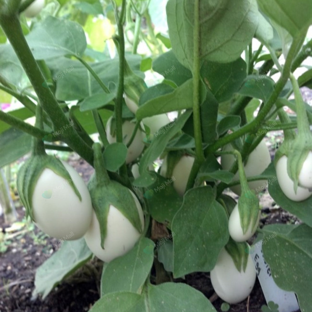 Creamy white eggplant fruits growing in a home vegetable garden from premium seeds by Moji Mall.