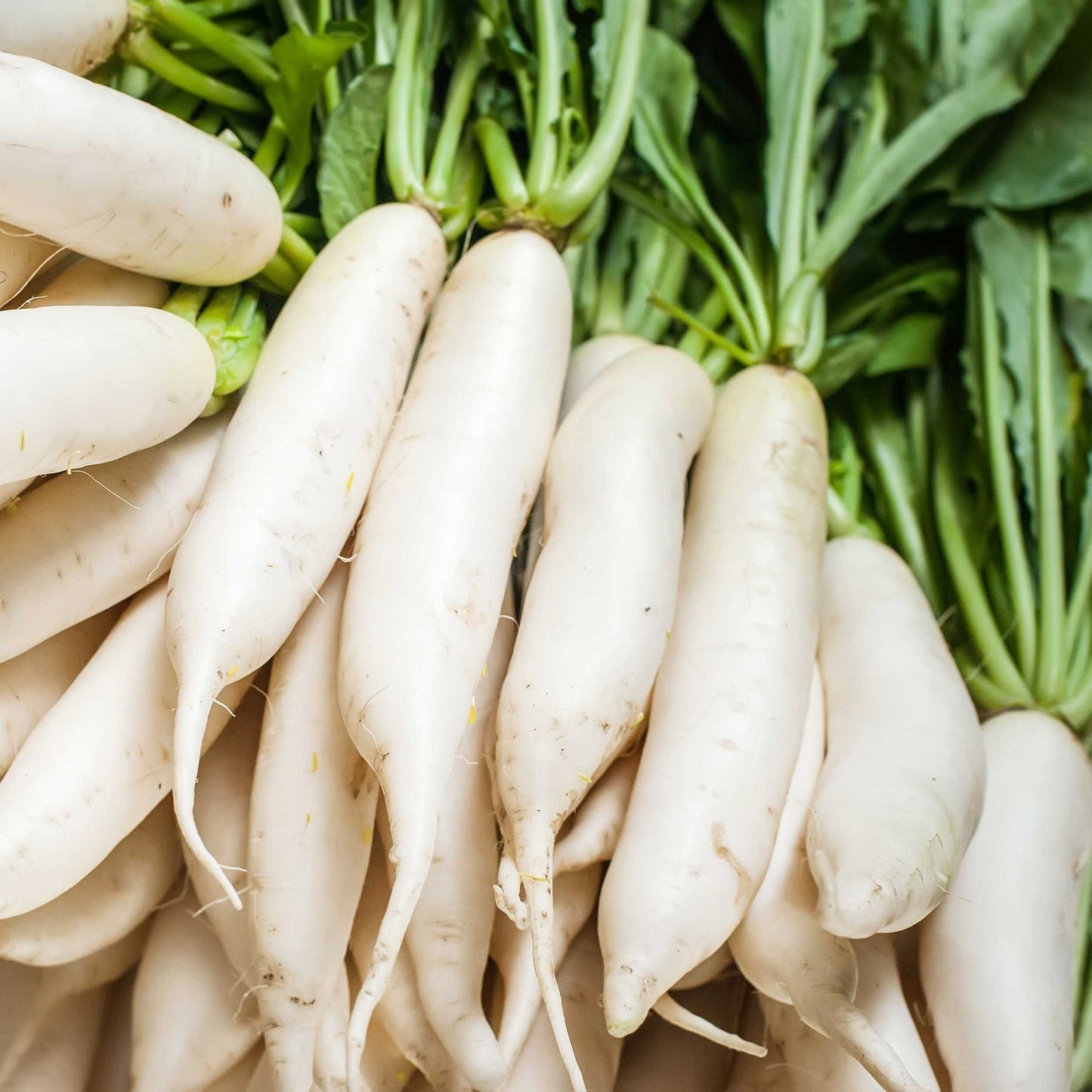 Radish White – F1 Hybrid 70+ Seeds