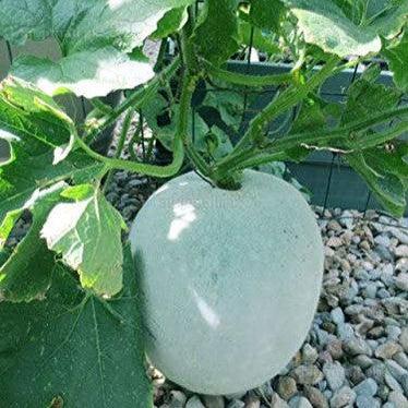 Fresh winter melon (Petha) growing in a home vegetable garden from premium seeds by Moji Mall.