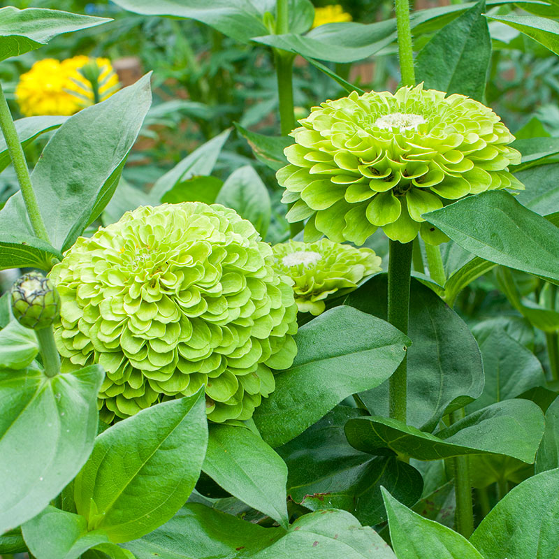 Zinnia Giant Double Green – 20+ Seeds (SUMMER)