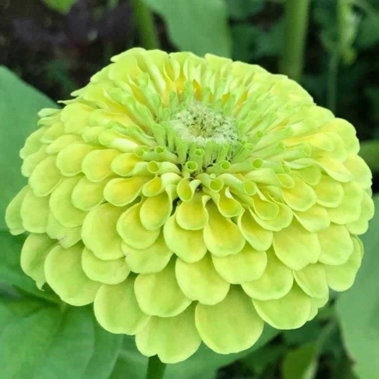 Zinnia Giant Double Green – 20+ Seeds (SUMMER)