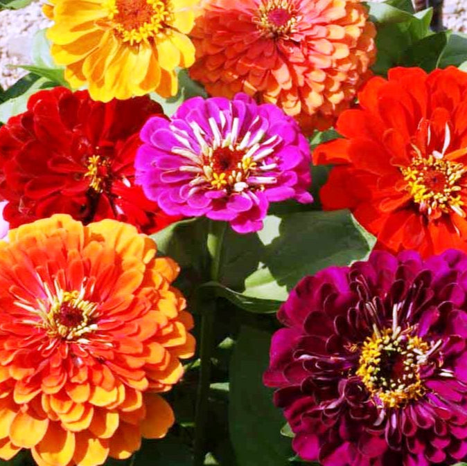 Zinnia (گل زینیا) Benary's Giant - Mixed - 20+ Seeds