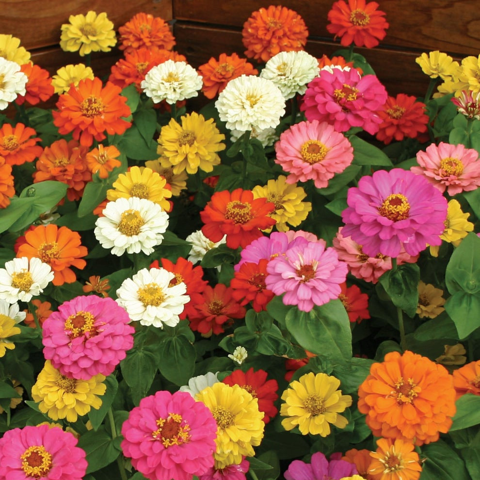 Zinnia (گل زینیا) - Thumbelina Mix - 20+ Seeds