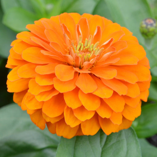 Zinnia Giant Double Orange – 20+ Seeds (SUMMER)