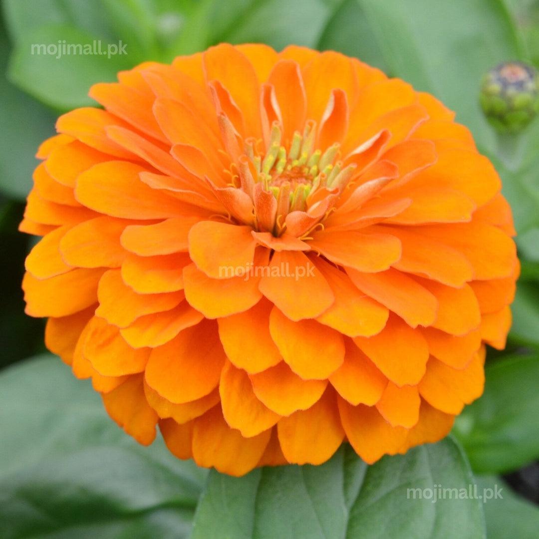 Zinnia Giant Double Orange – 20+ Seeds-Moji Mall