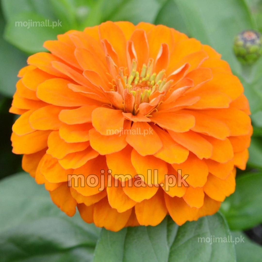 Zinnia Giant Double Orange – 20+ Seeds-Moji Mall