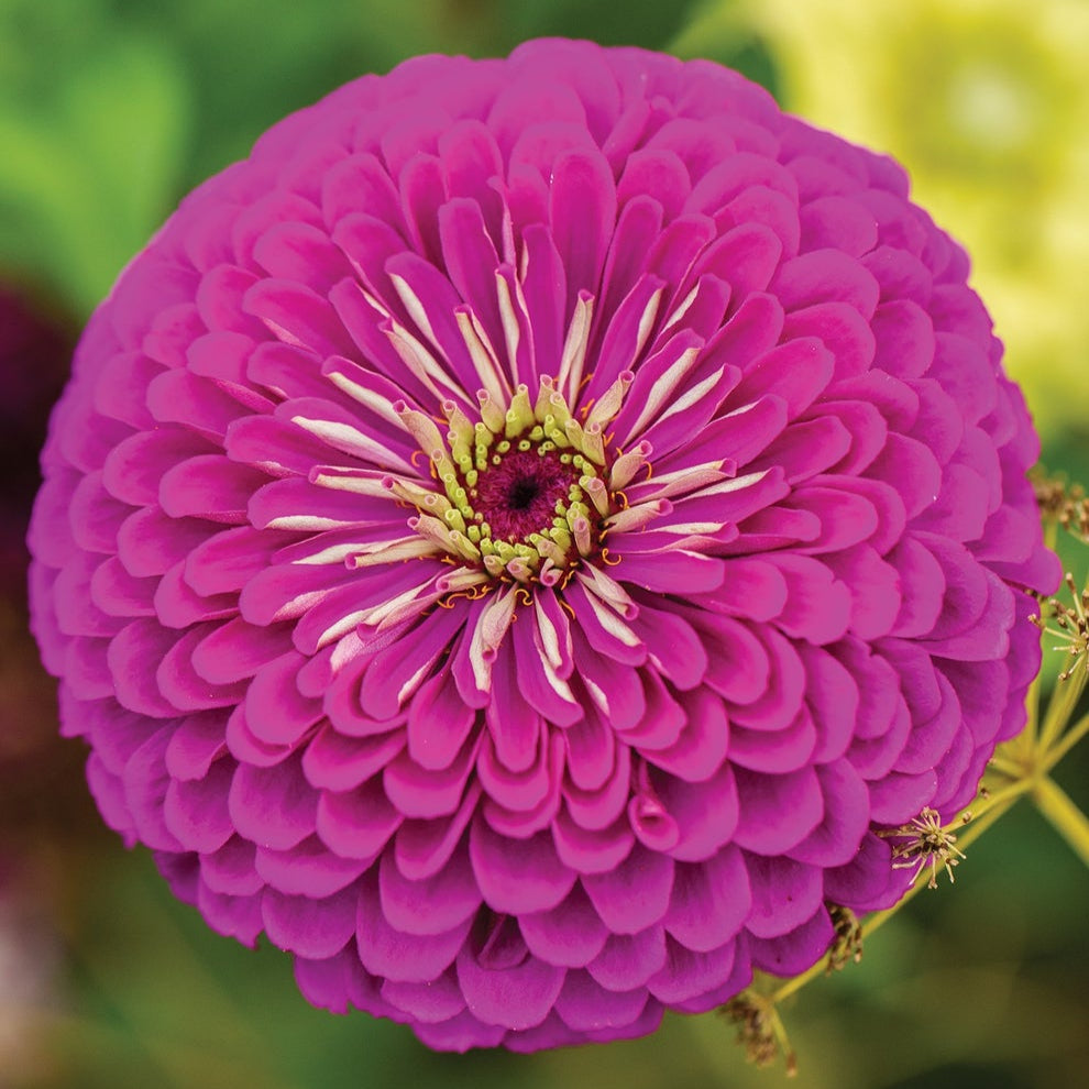A close-up image of a vibrant purple Zinnia flower with a clearly visible center.