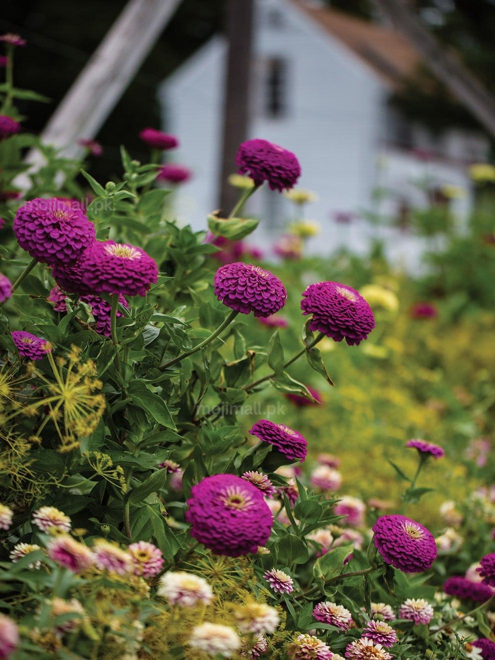 Zinnia Giant Double Purple – 20+ Seeds-Moji Mall
