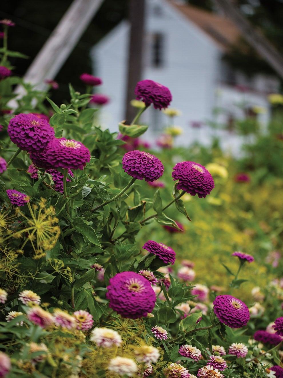 Zinnia Giant Double Purple – 20+ Seeds-Moji Mall