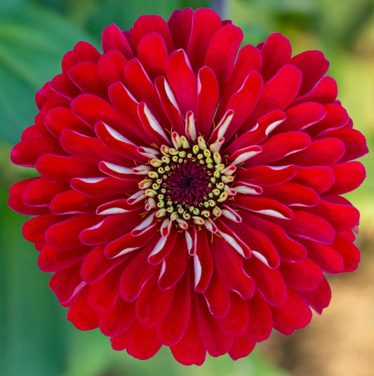 Zinnia Giant Double Red – 20+ Seeds (SUMMER)