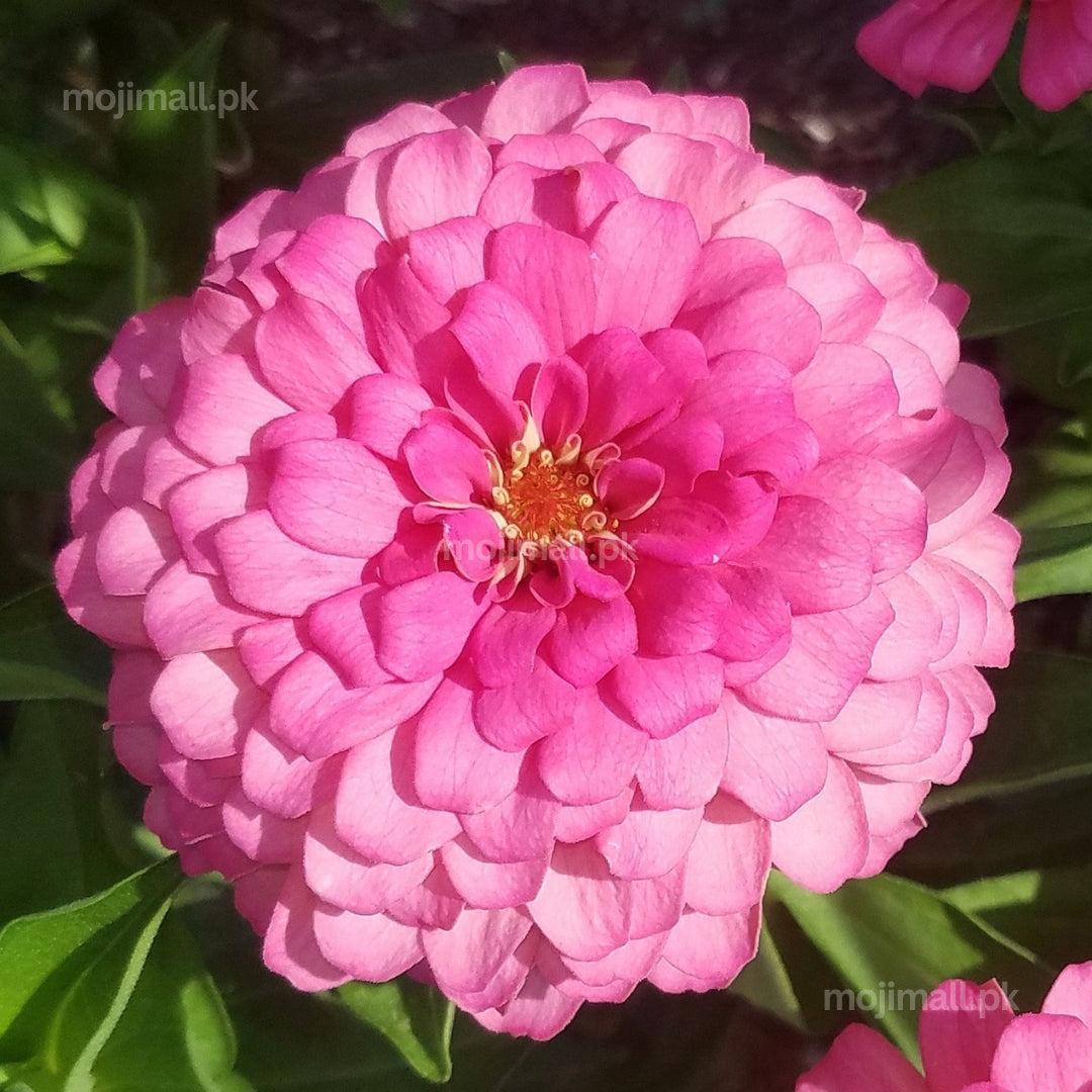 Zinnia Giant Double Rose – 20+ Seeds-Moji Mall