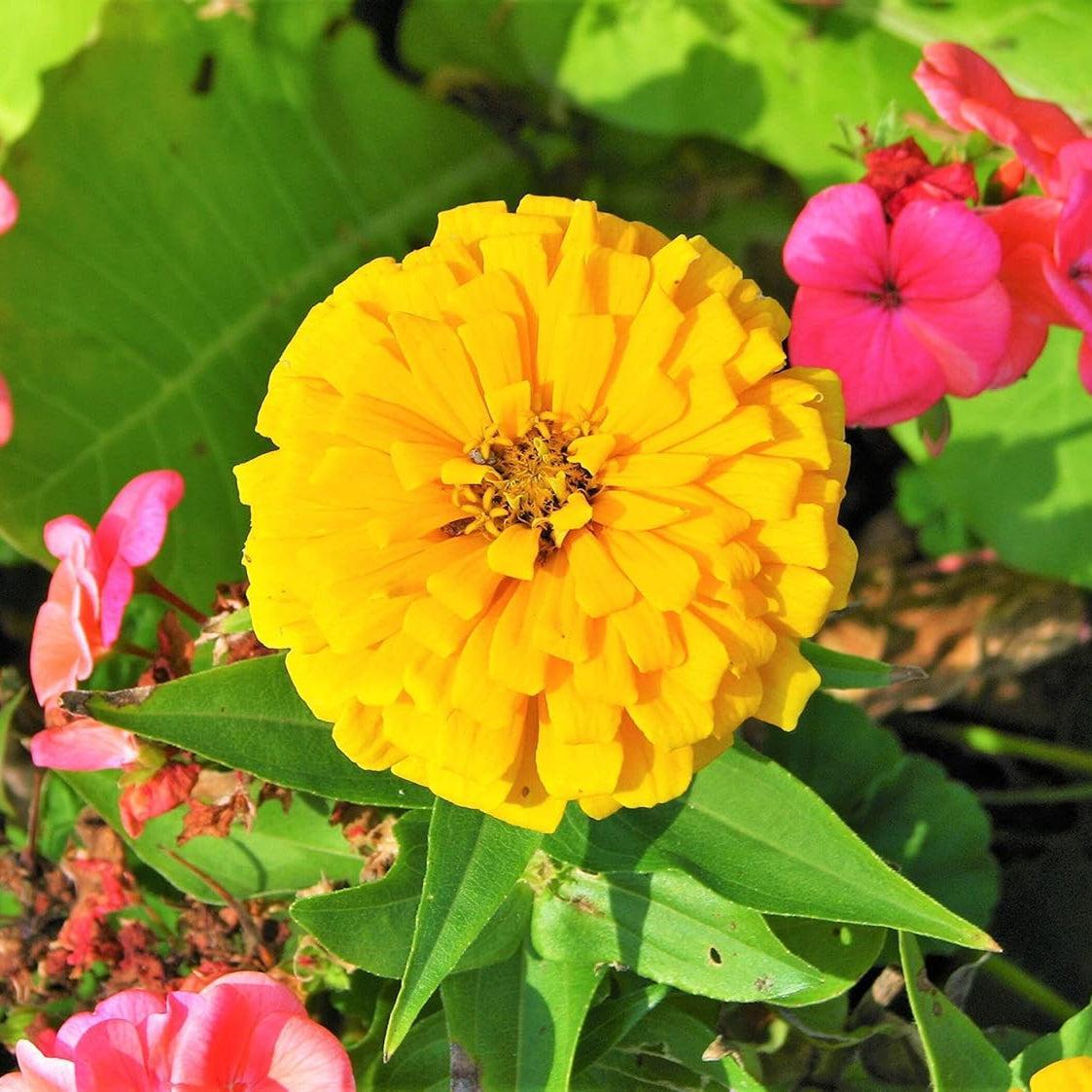 Zinnia Giant Double Golden – 20+ Seeds-Moji Mall