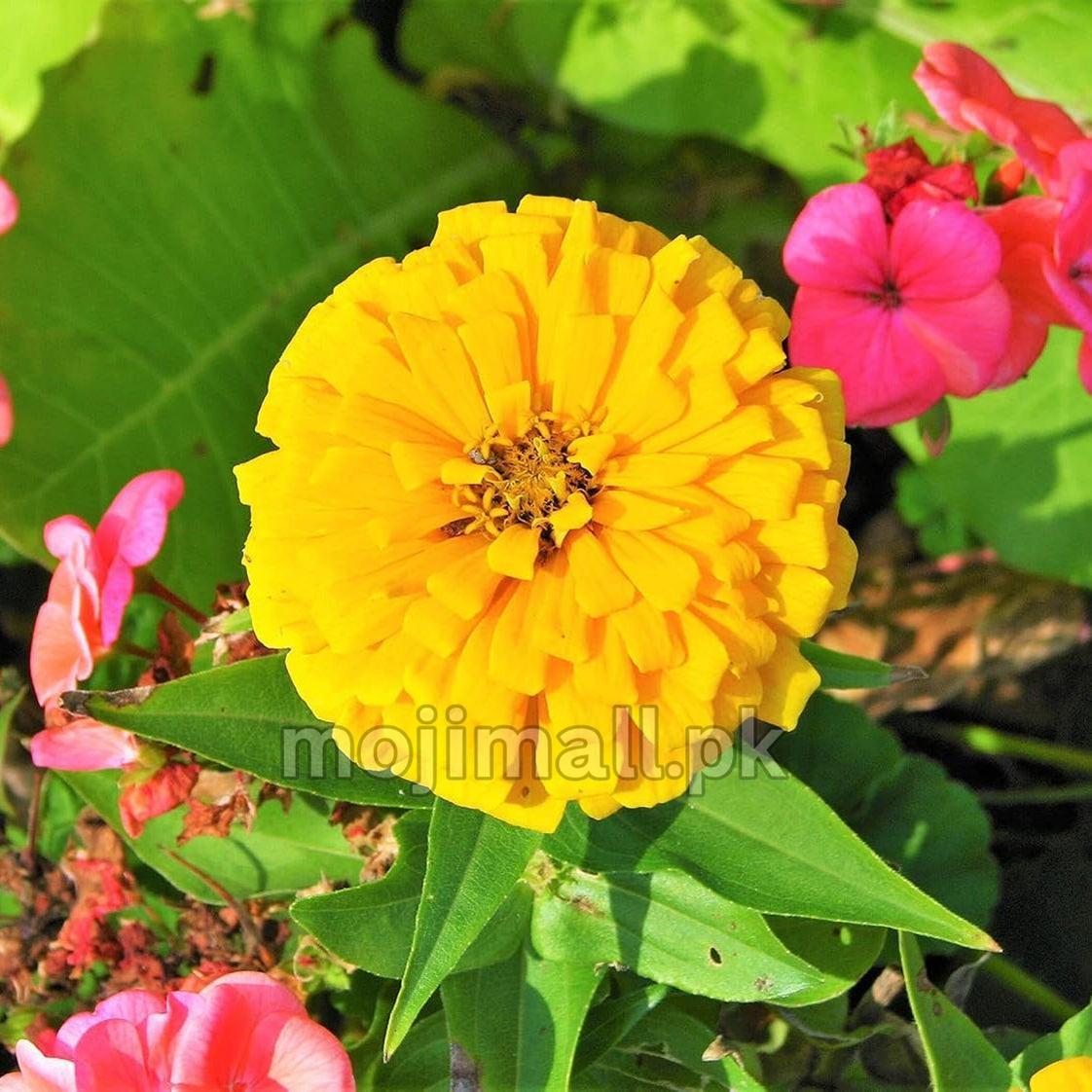 Zinnia Giant Double Golden – 20+ Seeds-Moji Mall