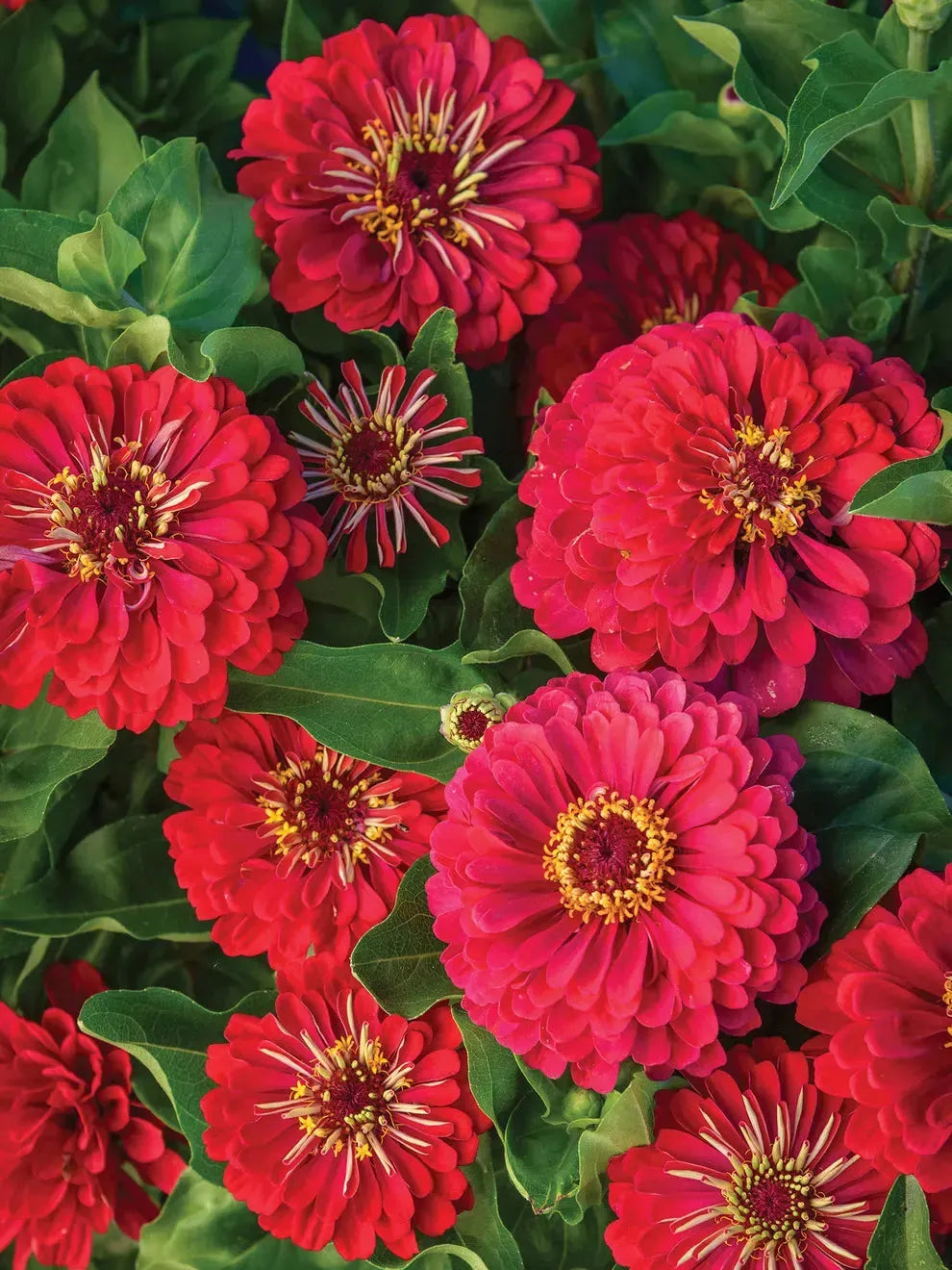 Zinnia Giant Double Red – 20+ Seeds-Moji Mall