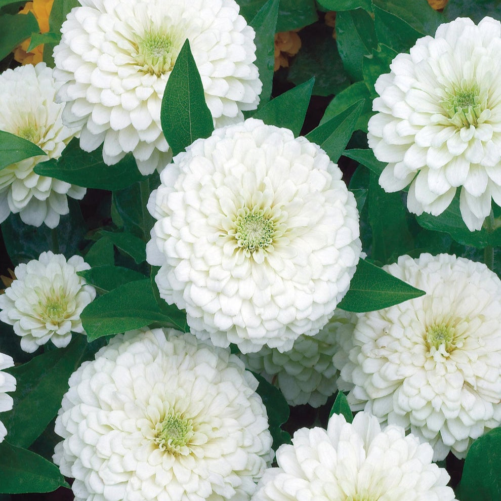 Zinnia (گل زینیا) Giant - Double White - 20+ Seeds