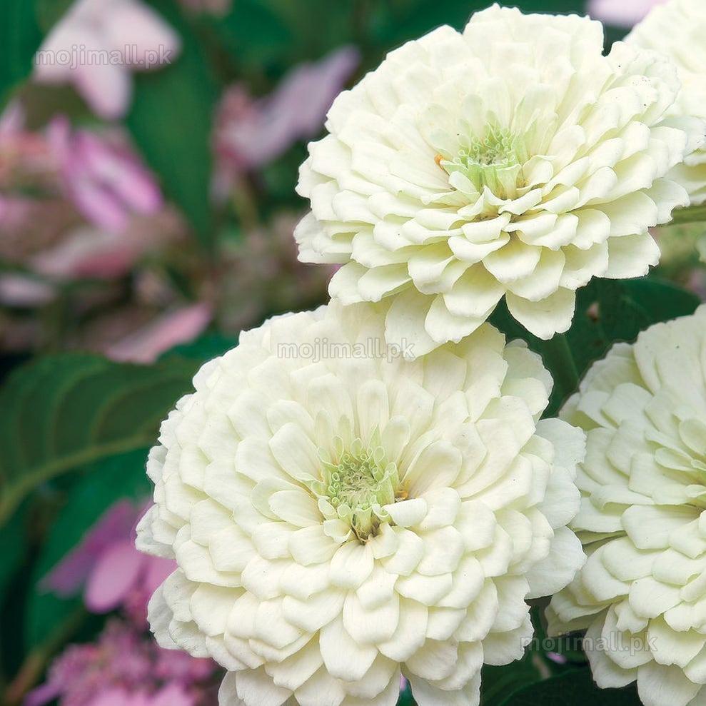 Zinnia Giant Double White – 20+ Seeds-Moji Mall